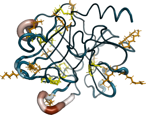 Trypsin in folded conformation. The line is the carbon trace of the backbone. The width of the line corresponds to the b-factor of the corresponding residues. Disulfide bridges are in yellow. Arginin and lysin are in red.[code](figures/try/trypsin_sslysarg.pml)